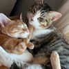 kitty.nora.lover