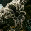 arachnoob