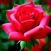 armin.islam8
