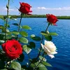 user9257266061427