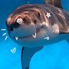 thebeststesshark