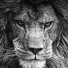 abo_thaer11