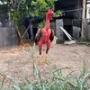 cocsinh90