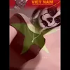 tinhyeunhulol11