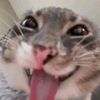 luna.the.dragon.cat