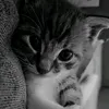 wixthmzr