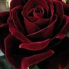 houda.ali40