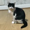 manosultan09