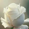 albadir00