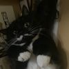 scorpinitty01