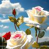 dahirup