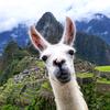 Picchu Travel