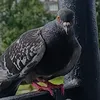 smazensk_