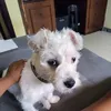 pitocodutra