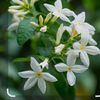 liliania363