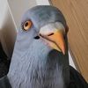 shadypigeonpoetry
