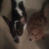 rocky.and.teddy0
