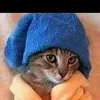 gatadetouca