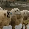 kaiwanbarzan2