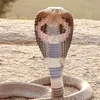 rawnxinh