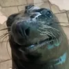 daleefar