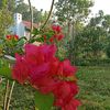 omah_kebon01