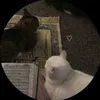 hayaheart1