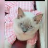 renny.amir
