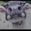 chu_be_dann_