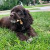 dogdayswithstan