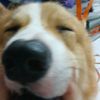 daily_corgi_cause_delulu