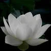 an.nhin5552