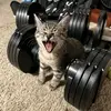 catmannnn01