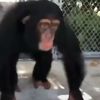 chimp681