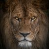 amir.halabi7