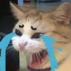 xinmotlan11