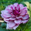 catherine.arndt1