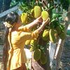 aung.zaw.toe14