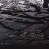 salamandrazxc