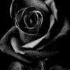 mawar hitam