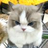 httpsgacortoto