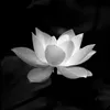 baoanhpham124