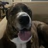 noahthebullethedog