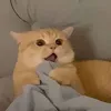 sine.catt