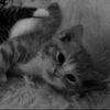sh.alraee