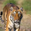 tigre.del.gol