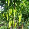 petani.arzi