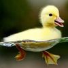 kwikkieeetheduck