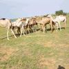 boukar.ousma4