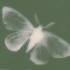 _tulipella